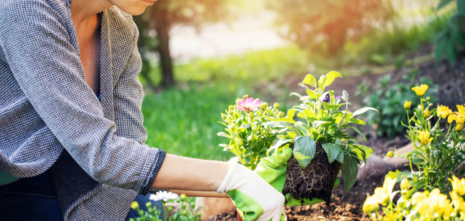 Smart Gardening How Technology Is Transforming Green Spaces